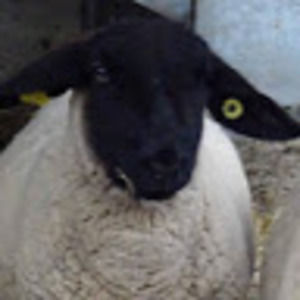 Meet your Posher, Jose